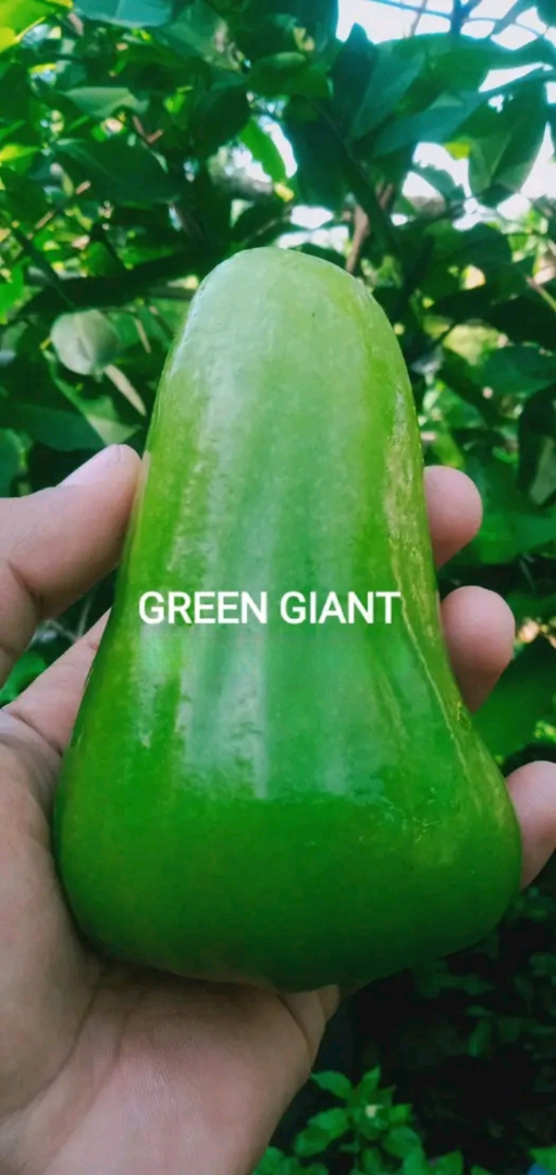 Green Giant Jambu